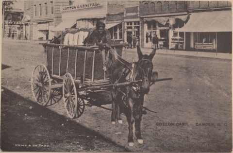 Cotton cart taking cotton to the gin in Camden, S.C.  Courtesy of the Camden A&M – 2013
