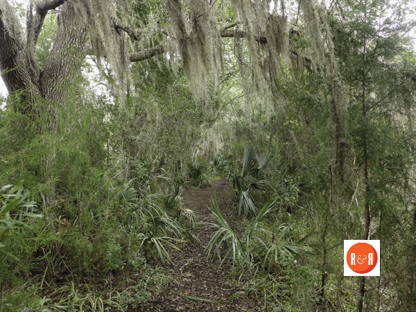 Cedar Grove causeway – 2016
Photo by Gazie Nagle @ www.fineartbygazie.com