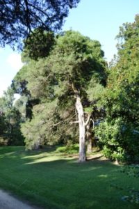 One of the ancient cedar trees remaining at the home and additional architectural elements which enhance the home.