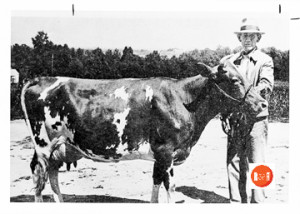 The Stringfellow family were supporters of the Guernsey Festival and in 1946 won the prize for their livestock. Courtesy of the Pettus Archives at Winthrop University - 2014