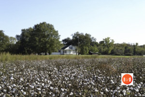 Cotton remains a major agriculatural crop in the Lewis Turnout Community of Chester Co., where the Ligon family farmed for decades.