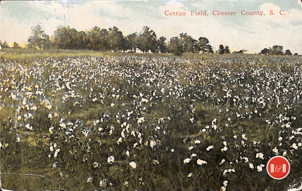 Early 20th century postcard from Chester Co., showing a cotton field.  Courtesy of the AFLLC Collection - 2017
