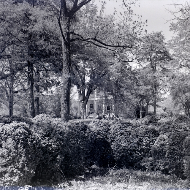 Original English boxwood at Fonti Flora in 1953. [Courtesy of the Ferguson Collection]