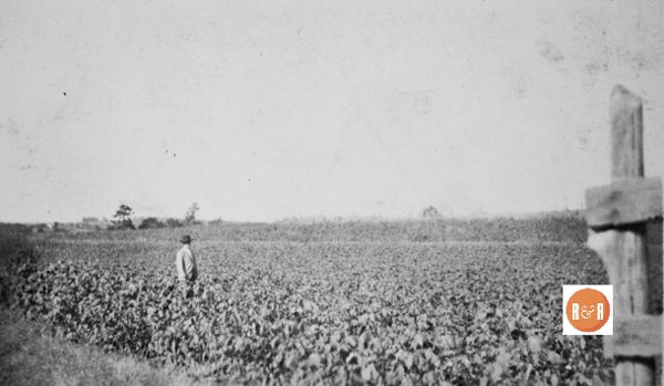 Cotton was a staple economic force throughout the south until the mid 1910s and children’s pictures were often depicted in the fields. Location and name unknown. Courtesy of the Van Center Collection