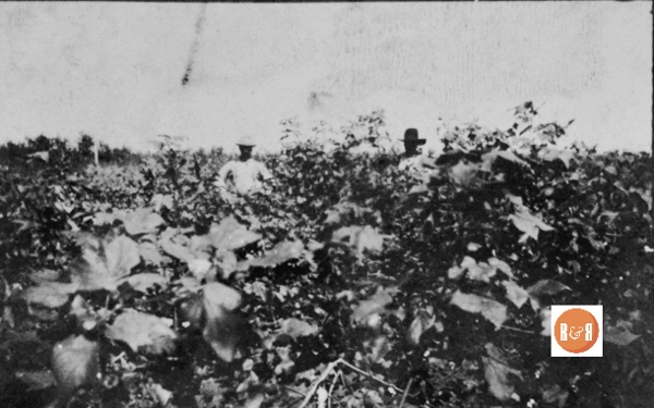Inspecting their cotton crop in Fairfield County, ca. 1910.  Courtesy of the Van Center Collection