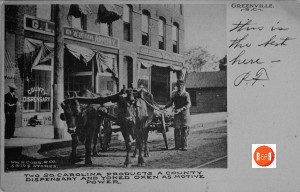 Early 20th century postcard view of the yoked oxen at the county dispensary. Courtesy of the Willis Collection - 2016
