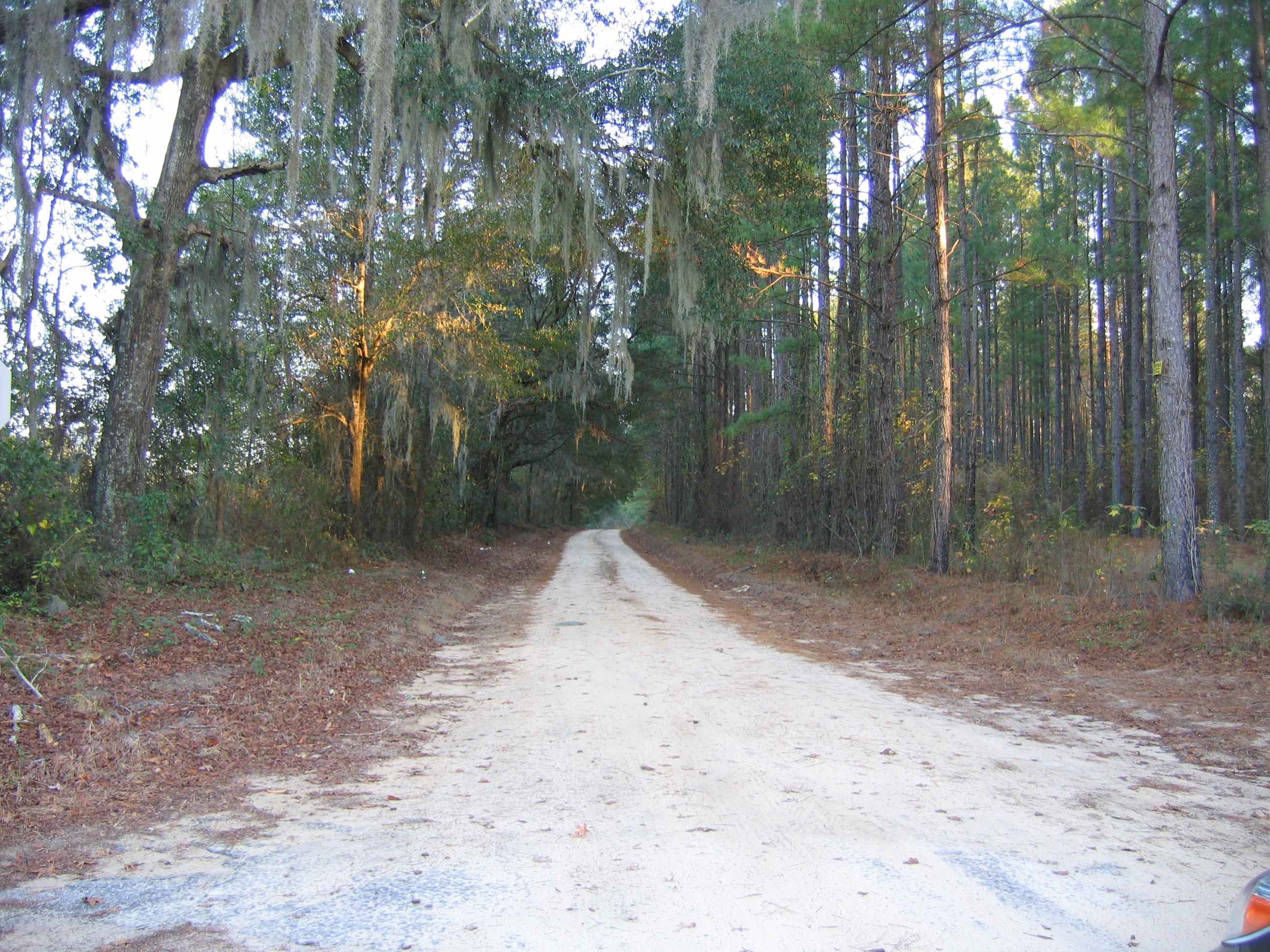 Oak Grove Plantation Brunson, S.C. Hampton County