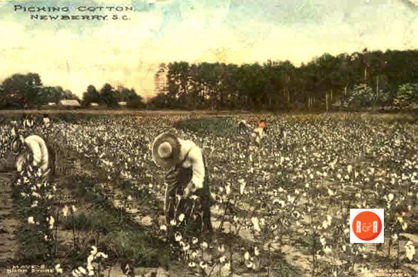 Picking cotton fields by hand, throughout the South, was a common event in the fall, prior to ca. 1950s. Postcard view in Newberry Co., (it could easily have been photographed in Lancaster County as well), courtesy of the Davie Beard Collection - 2017