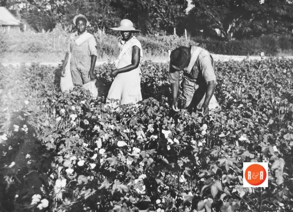 Picking cotton by hand was a routine job prior to WW II.  Courtesy of the Cooper Photo Collection of Laurnes Co., S.C. – 2017