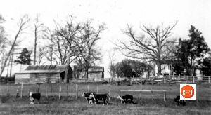 Wallace Farm in 1955 [Courtesy of the Gray Court – Owings Hist Society]