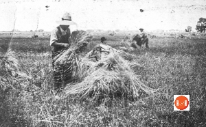 Binding wheat in Laurens County, S.C.