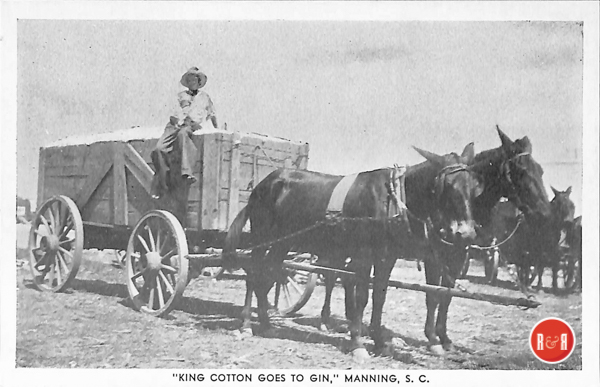 Common image of cotton being transported to the gin house across the South. Courtesy of the AFLLC Collection - 2017