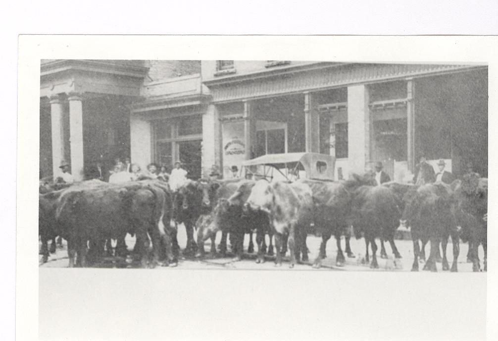 Cattle on Rock Hill's Main Street. Date unknown. Courtesy of the Tucker Collection.