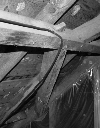 The bracing of the roof system is one of the most elaborate recorded by Architectural Forensics.