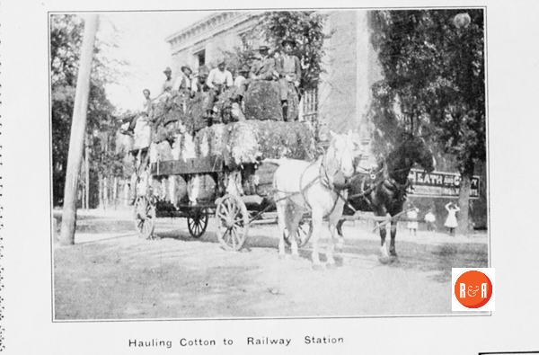 Transporting cotton bales to the railroad in ca. 1912