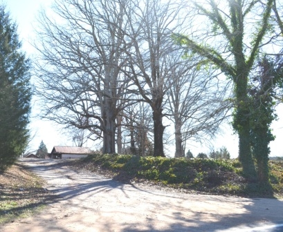 Note the old growth trees that surrounded the Mitchell home.