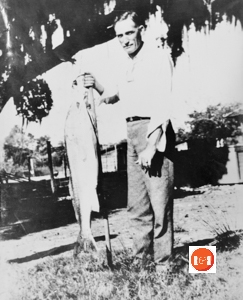 Mr. J.E. Marshall showing one of his catch following a fishing trip out from Little River.